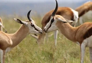 Op safari