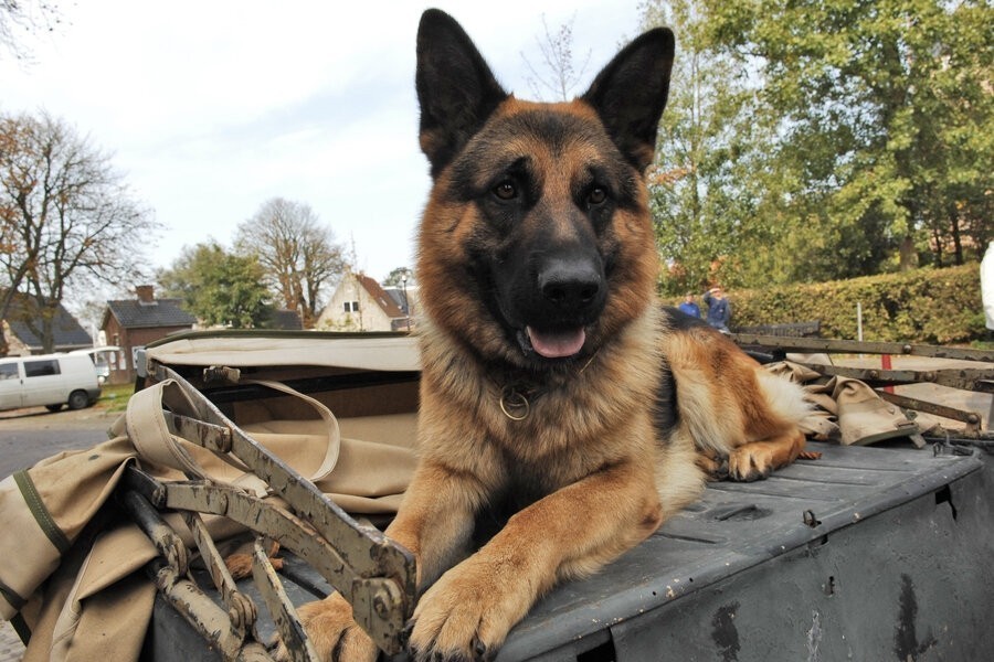 Snuf, de hond