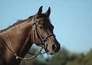 Sport im Westen live: Reit-WM Aachen 2026 - Der Countdown