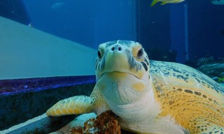 The Aquarium