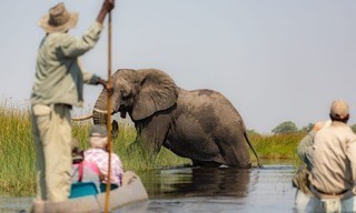 The Great Elephant Tale