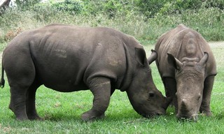 The Rhino Orphanage