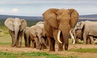 Tusker: Broederschap van Olifanten