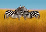 The mating game