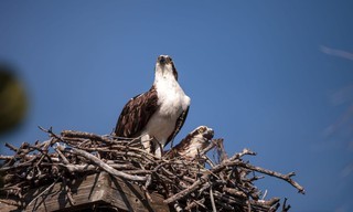 Visarenden: Jagers boven zee
