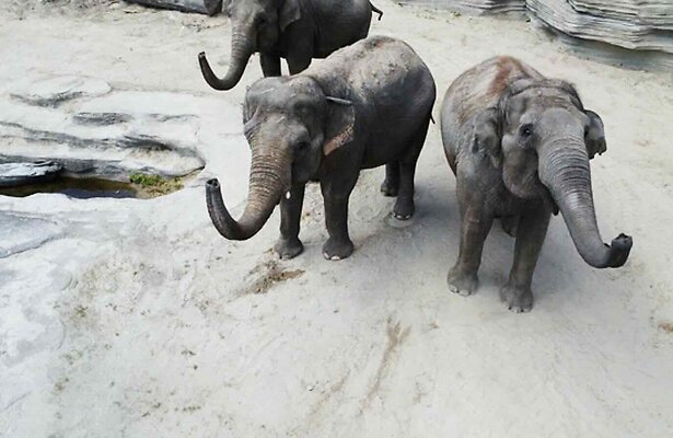 Still uit Het Echte Leven in de Dierentuin