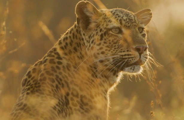 Attenborough: Kingdom