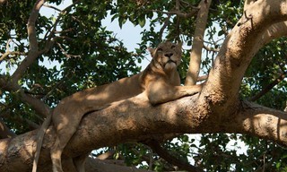 Africa's deadly kingdom