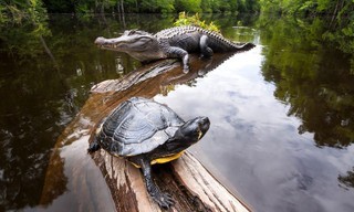 American Amazon