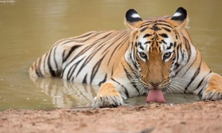 Amur Tiger: Secret Kingdom