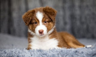 Animaux à adopter