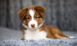 Animaux à adopter
