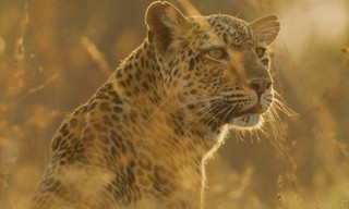 Attenborough: Kingdom