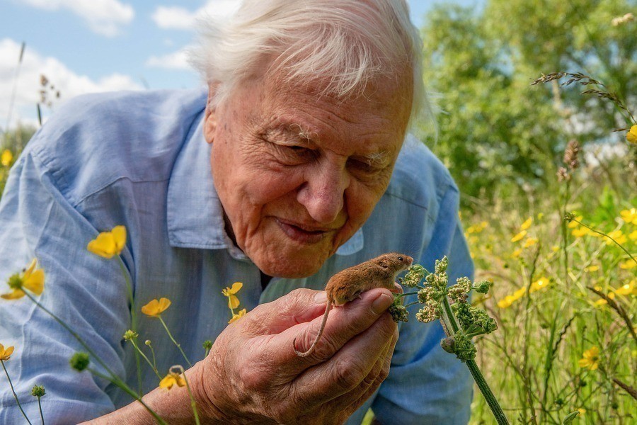 Attenborough: Wild London