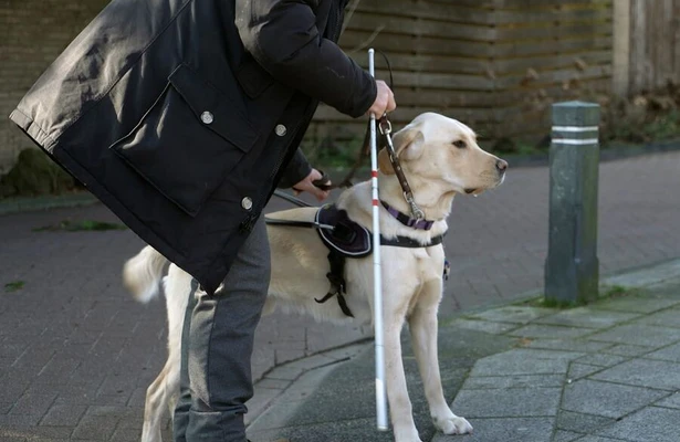 Blindegeleidehond Darcy in Bij Ons op de Hondenacademie