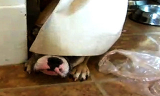 Bad dog!