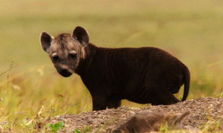 Born in Africa