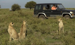 Cat wars: Lion V Cheetah