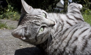 Cats of Claw Hill
