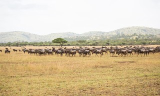 Croc Wars: Grumeti Vs Mara