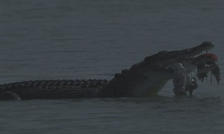 Crocodile - Australia's Greatest Survivor