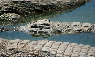 Crocodiles Revealed
