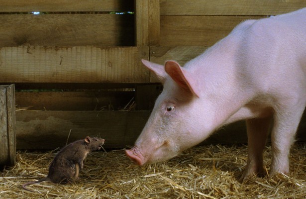Charlotte's Web