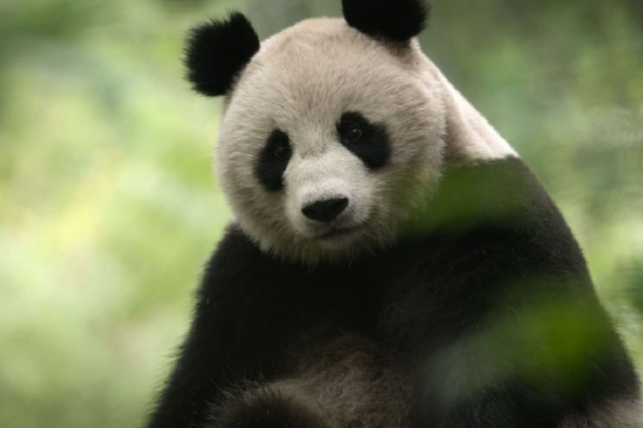 China: Nature's Ancient Kingdom