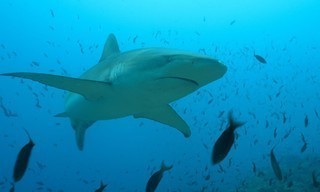 Das unbekannte Leben der Haie - Unterwegs im Meeresschutzgebiet Galápagos