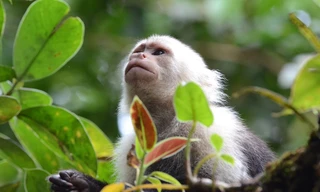 De natuur in: Colombia