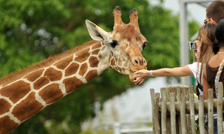 De zoo