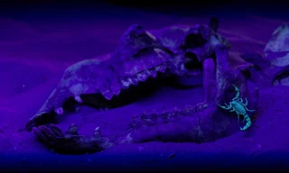 Dead By Dawn