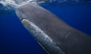 Deep Sea Killers