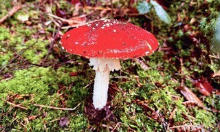 Der Fliegenpilz - Zwischen Mythos und Wissenschaft