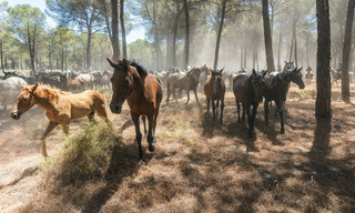 Die wilden Pferde der Doñana