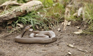 Dieren ontcijferd
