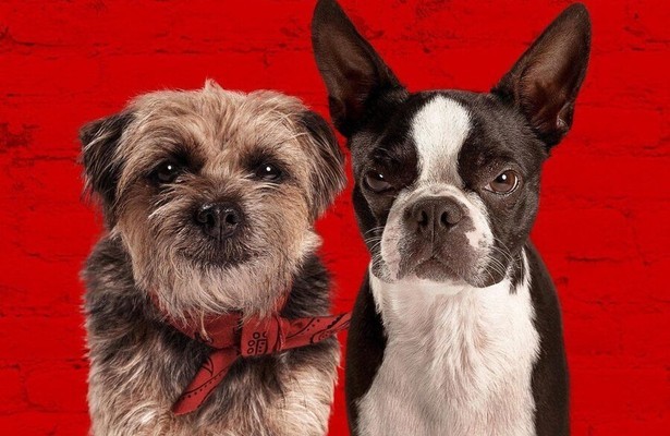 Honden uit de film Doggy Style