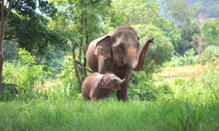 Elefant, Tiger & Co.