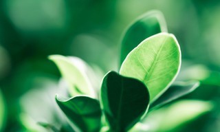 Escarabajo verde
