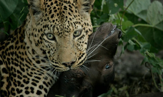 Eye of the leopard (revealed)
