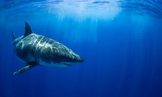 Great White vs. Tiger Shark