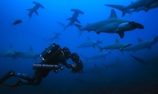 Hammerhead Sharks Up Close with Bertie Gregory
