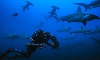 Hammerhead sharks up close with Bertie Gregory