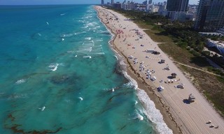 The living beach