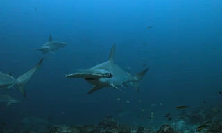 Hunters of the Reef