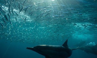 Hunters of the Reef