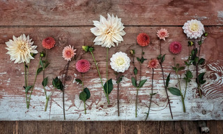 Im Rausch der Blumen