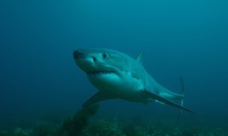 Isle Of Jaws: Blood Brothers