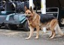 Il commissario Rex