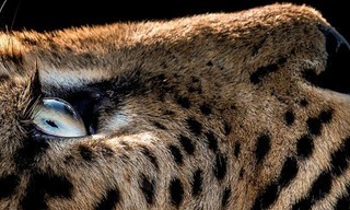 Jaguar Dagboeken